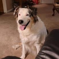Buster Brenton