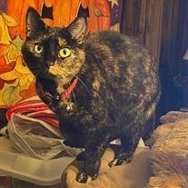 Luna Martis