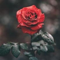 Shelia Rose Felczak