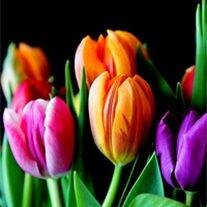 Ms. Dorothy L. Garrett-McClellan