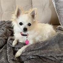 Lulu Pochran