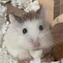 Mochi Kweon