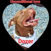 Dozer Brocius
