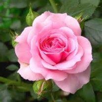 Debra L Noce