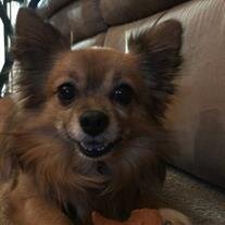 Gizmo Momo Giles