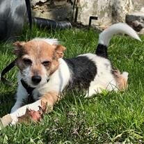 Gizmo Crissman
