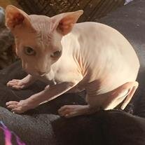 Nala