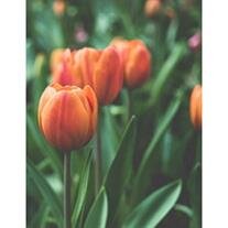 Theodocia "Grace" Tyrrell