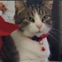 Kitty Hobson