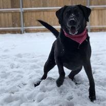 Sadie