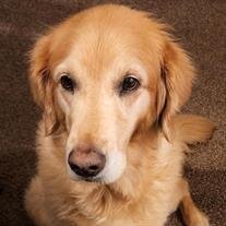 Stella
