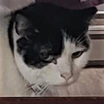 Figaro Roberts