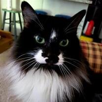 Oreo Marlow