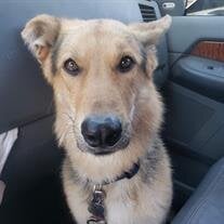 Gunner