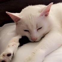 Handsome Boy Hough