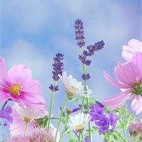 Viola Stella (Montgomery)  Djeddour