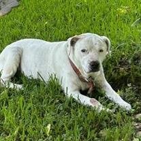 Tinker Buddy Brown