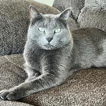 Pedro