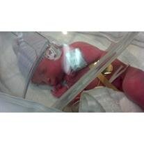 Nino Francis King