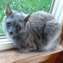 Cinder Wilhelm