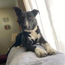 Bella