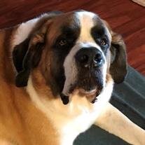 Zeus Humes