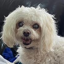Snowball Brown