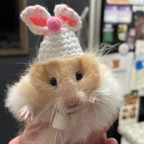 Cottonball Allman