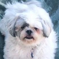 Gizmo Stone