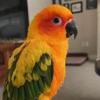 Mango Blaze