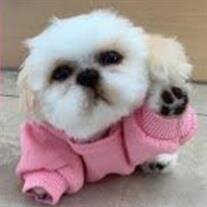 Lollipop The Micropom