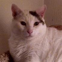 Smudgie Reech