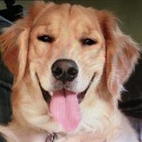 Dixie Belle Tompkins