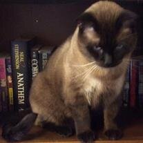 Gato