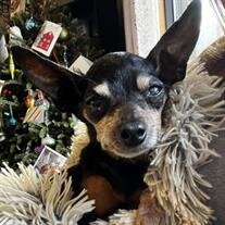 Dixie Rose Kramer
