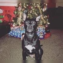 Bella Lynn Kanyak
