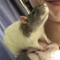 Mama Rat Platt