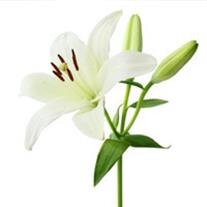 Marilyn Olive Kay