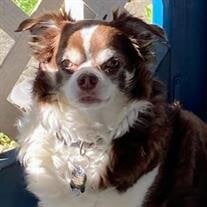 Cocoa Barnes