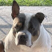 Diesel Stevens