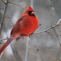 Shirley F. Hentschel