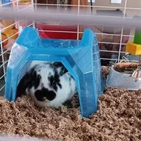 Oreo-Cream Cardwell