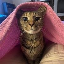 Mina Bean Maatta