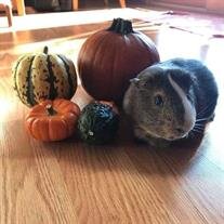 Gizmo Smith