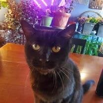 Binx Wickman