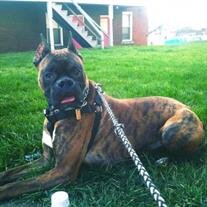 Diesel Callahan