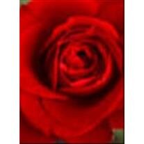 Test Test