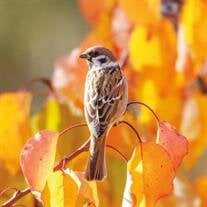 Morris "Bird" Leroy Sparrow