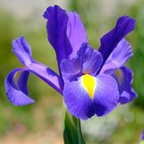 Iris Ethel Cornwell