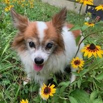 Gizmo Flora
